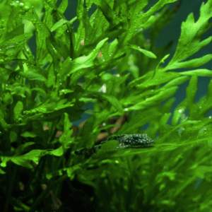 Bolbitis Heudelotii