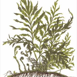Bolbitis Heudelotii