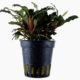 Bucephalandra Sp. 'Red'