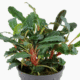 Bucephalandra Sp. 'Red'
