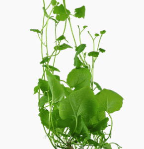Cardamine Lyrata