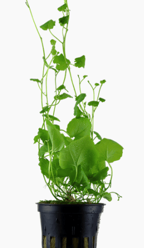 Cardamine Lyrata