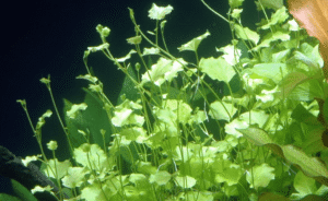 Cardamine Lyrata
