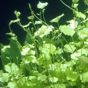 Cardamine Lyrata