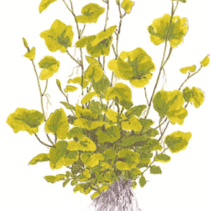 Cardamine Lyrata