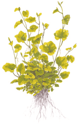 Cardamine Lyrata