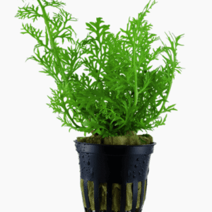 Captura de Pantalla 2025-04-11 a la(s) 23.28.00 Ceratopteris Thalictroides