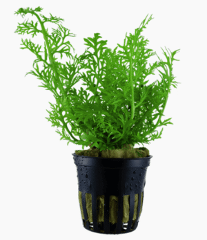 Captura de Pantalla 2025-04-11 a la(s) 23.28.00 Ceratopteris Thalictroides