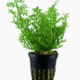 Ceratopteris Thalictroides