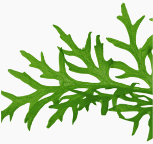 Captura de Pantalla 2025-04-11 a la(s) 23.28.07 Ceratopteris Thalictroides