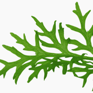 Captura de Pantalla 2025-04-11 a la(s) 23.28.07 Ceratopteris Thalictroides