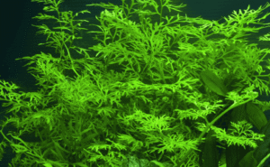 Captura de Pantalla 2025-04-11 a la(s) 23.28.14 Ceratopteris Thalictroides