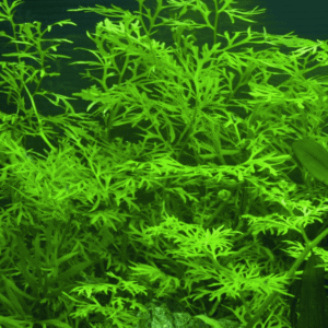 Captura de Pantalla 2025-04-11 a la(s) 23.28.14 Ceratopteris Thalictroides