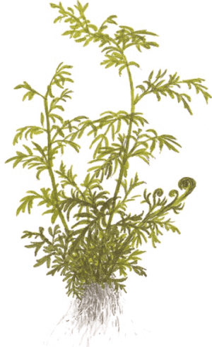 Captura de Pantalla 2025-04-11 a la(s) 23.28.21 Ceratopteris Thalictroides