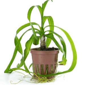 Crinum Thaianum