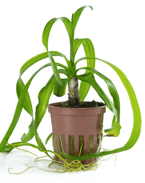 Crinum Thaianum