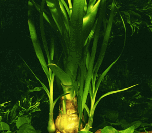 Crinum Thaianum