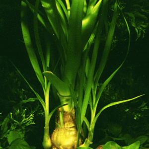 Crinum Thaianum