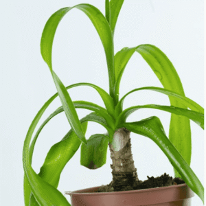 Crinum Thaianum
