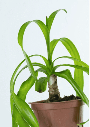 Crinum Thaianum