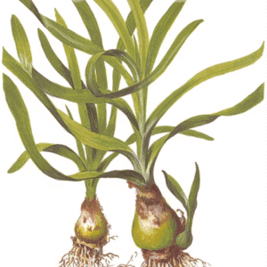 Crinum Thaianum