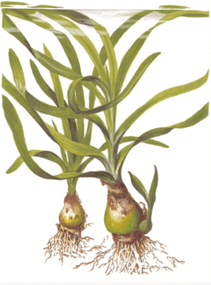 Crinum Thaianum