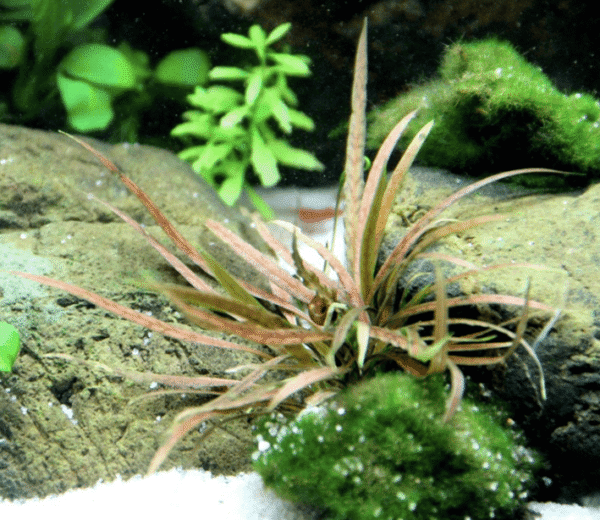 Cryptocoryne Albida 'Brown'