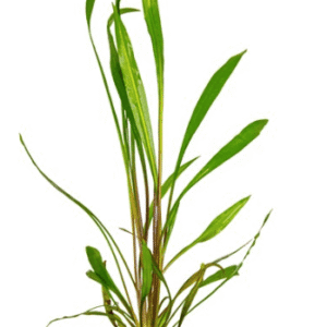 Cryptocoryne Spiralis 'Red'