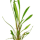 Cryptocoryne Spiralis 'Red'