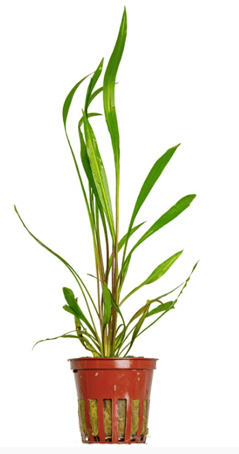 Cryptocoryne Spiralis 'Red'