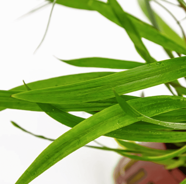 Cryptocoryne Spiralis 'Red'