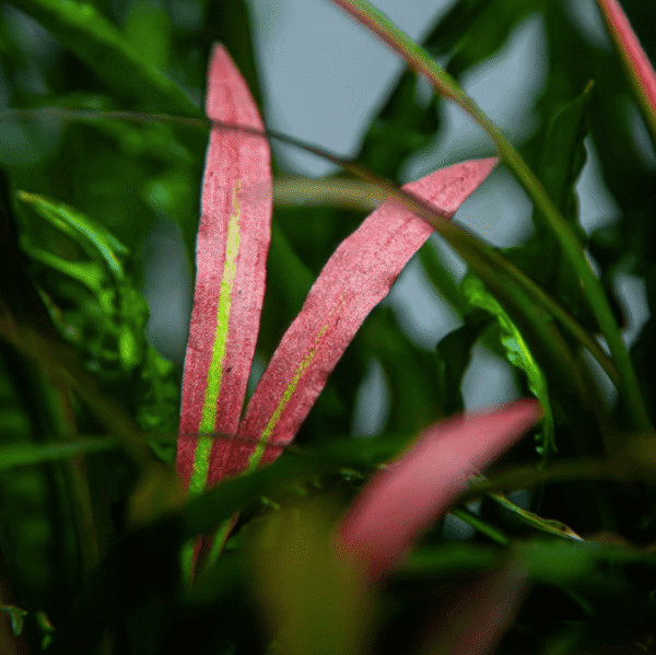 Cryptocoryne Spiralis 'Red'