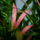 Cryptocoryne Spiralis 'Red'