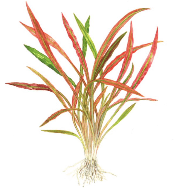 Cryptocoryne Spiralis 'Red'