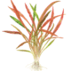 Cryptocoryne Spiralis 'Red'