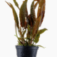 Cryptocoryne Usteriana