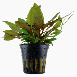 Cryptocoryne Wendtii 'Tropica'