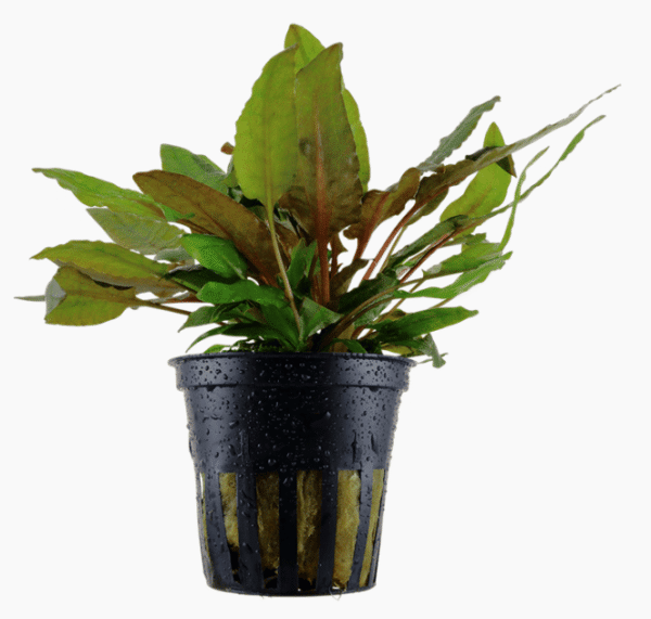 Cryptocoryne Wendtii 'Tropica'