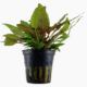 Cryptocoryne Wendtii 'Tropica'