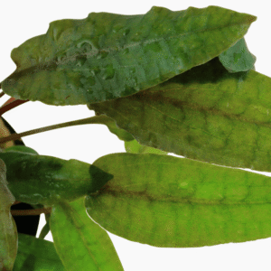 Cryptocoryne Wendtii 'Tropica'