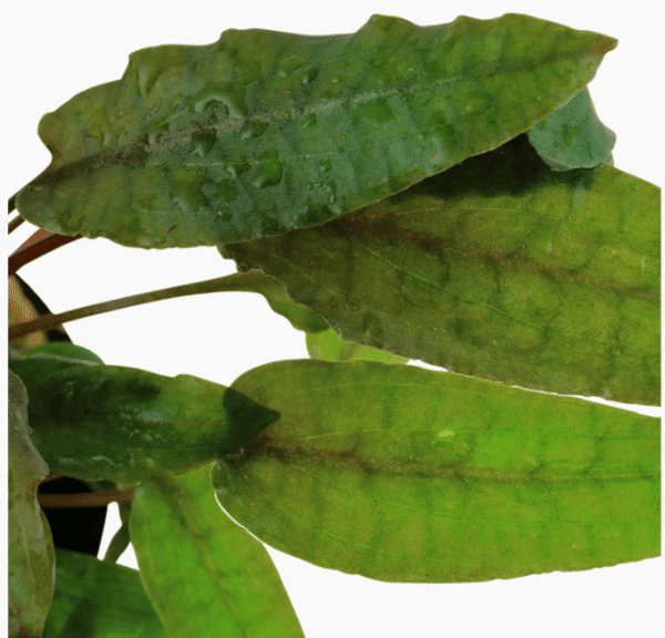 Cryptocoryne Wendtii 'Tropica'