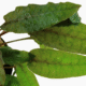 Cryptocoryne Wendtii 'Tropica'