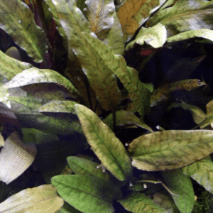 Cryptocoryne Wendtii 'Tropica'