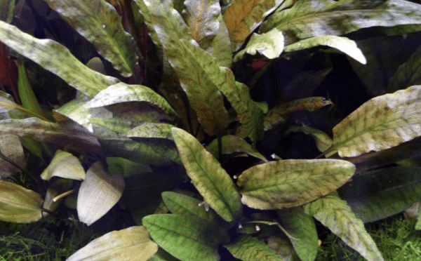 Cryptocoryne Wendtii 'Tropica'