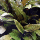 Cryptocoryne Wendtii 'Tropica'