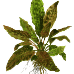 Cryptocoryne Wendtii 'Tropica'