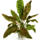 Cryptocoryne Wendtii 'Tropica'
