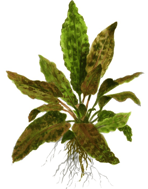 Cryptocoryne Wendtii 'Tropica'