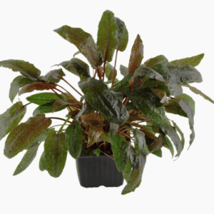 Cryptocoryne Wendtii 'Tropica'