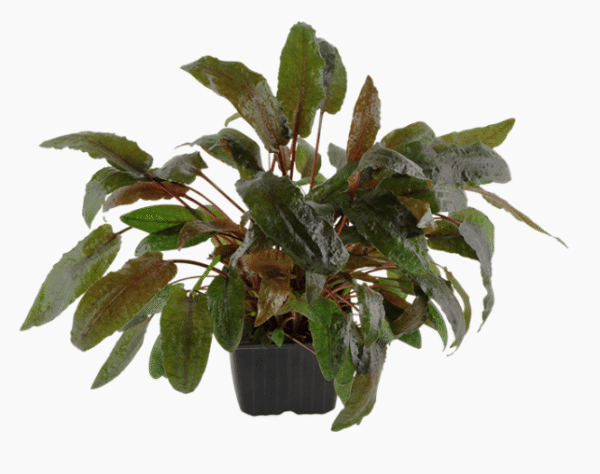 Cryptocoryne Wendtii 'Tropica'